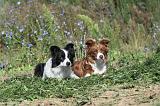 BORDER COLLIE 331